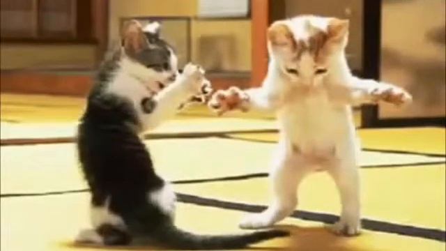 Котята танцуют! Это очень смешно ! такого вы еще не видели