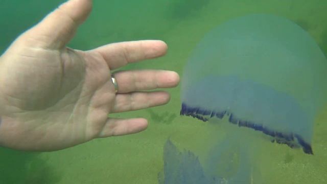 Встреча с медузой! Черное море! Meeting with the jellyfish! Jellyfish! Medusa! Black Sea!