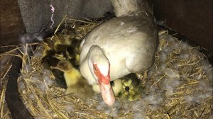 Индоутки удивляют все больше и больше ! Вывод Индоутят под Уткой