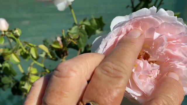 Sharifa Asma. Rose series 2021 смотреть онлайн