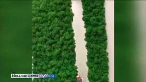 Стабилизированный мох в интерьере: стильные идеи от владимирского дизайнера