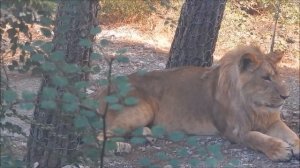 ❤️Просила ПОРЫЧАТЬ, а львы- ЗАБИЯКИ ПОДРАЛИСЬ! Life of #lions..mp4