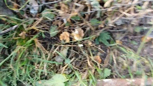 Выращиваю грибы около дома смотреть онлайн