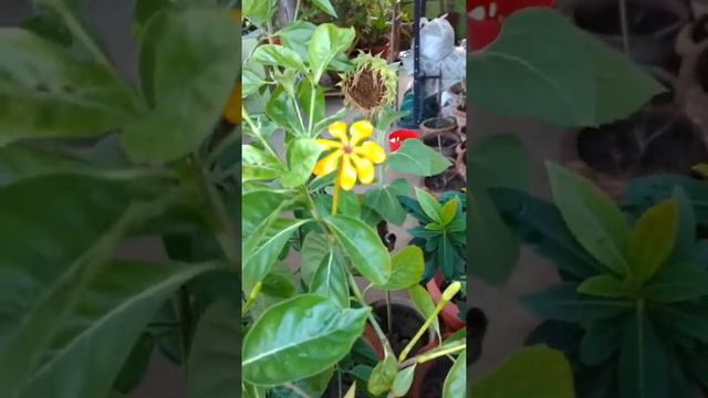 Garden Glory.. (02/07/2019) смотреть онлайн