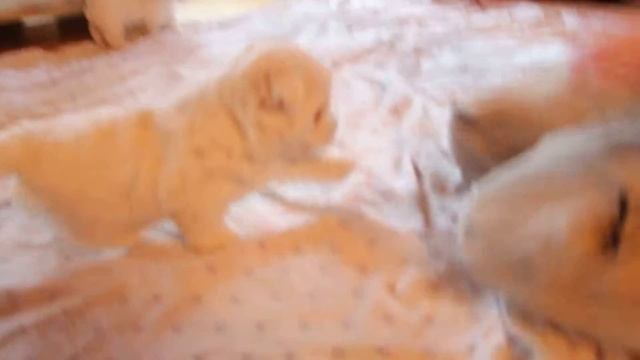 шагающий щенок смотреть онлайн