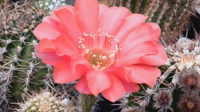 Цветущие Трихоцереусы.Эхинопсисы.Лобивии. смотреть онлайн