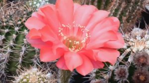 Цветущие Трихоцереусы.Эхинопсисы.Лобивии.