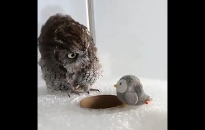 Самая милая сова на свете