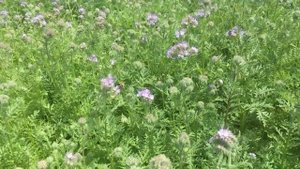 Фацелия: результаты посева. Как? Где? Когда?