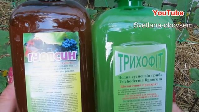 СУПЕР СРЕДСТВА ОТ ПАУТИННЫХ КЛЕЩЕЙ НА ОГУРЦАХ.БИОПРЕПАРАТЫ, НАРОДНЫЕ СРЕДСТВА ,ОБЗОР ПРЕПАР. АКТАРА смотреть онлайн