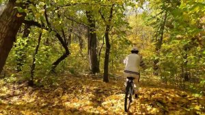 Роща Баума. Осень 2023.