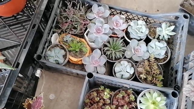 Цветочный рынок Краснодар 11.04.21г. ОБЗОР ЧАСТЬ1