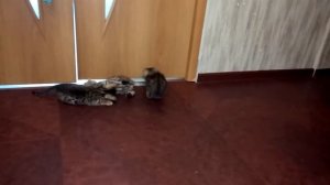 Маленькие Тигрята