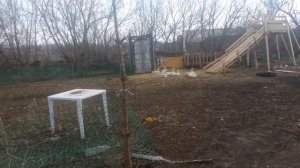 Почему гусь щипает и долбит гусыню.
