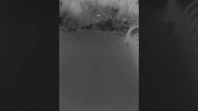 Infisense P2 thermal camera - mouse at night смотреть онлайн