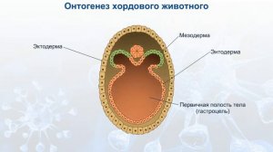 Онтогенез хордового животного.