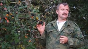 Травовед. Рябина черная. Рассказывает Моряков Сергей Викторович