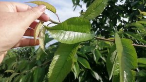 ТЛЯ на единичных растениях, чем обработать.