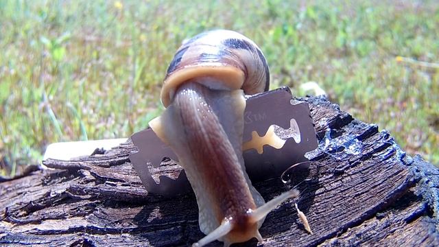 Что будет если пустить улитку на ЛЕЗВИЕ! Эксперимент смотреть онлайн