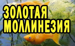 Желтая (золотая) Моллинезия