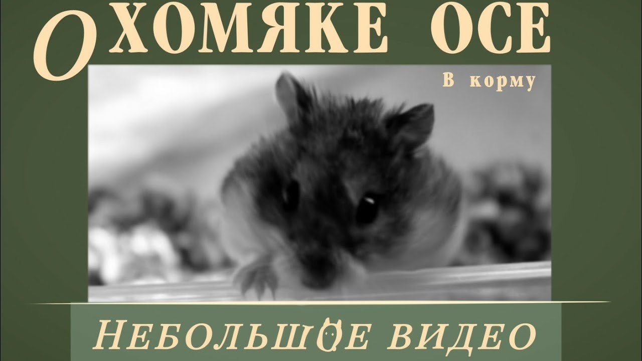 ХОМЯК ОСА и немного корма