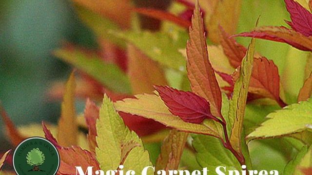 Magic Carpet Spirea смотреть онлайн