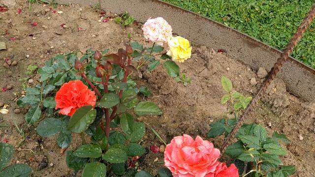 Розы Лоран Каброль, Эль Торро в подарок - отдаю голос в защиту смотреть онлайн