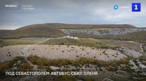 Под Севастополем автобус сбил оленя