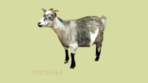 Домашние животные. Картинки. Учим адыгейский язык.