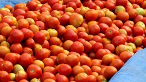 Сорта Томатов до ужаса Урожайные! Для открытого Грунта!