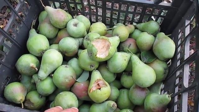 Рву зеленые сладкие груши ))) смотреть онлайн