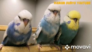 ВЫСТАВОЧНЫЕ ВОЛНИСТЫЕ ПОПУГАИ.