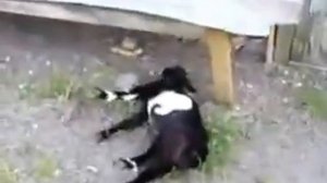 КАЗЕЛ падают в обморок