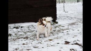 Зимние прогулки чихуахуа. Как гуляют чихуахуа зимой. Обзор питомника чихуахуа JudiTeilor 10/01/2021