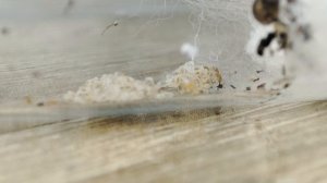 МУРАВЕЙ ЦЫГАН - Solenopsis fugax! | Содержание муравья вора.