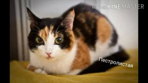 Коты воители в реальной жизни