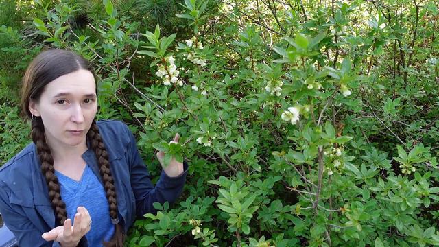 White-flowered rhododendron (Rhododendron albiflorum) смотреть онлайн