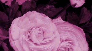 Как распускаются цветы Красивое видео