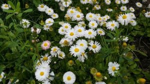 Маргаритки цветут