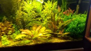 Суматранский барбус (Puntigrus tetrazona) ест свою икру.