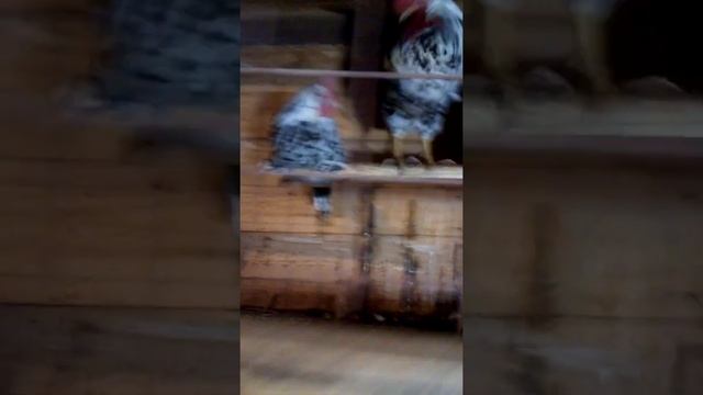 куры леггорн долматинец.