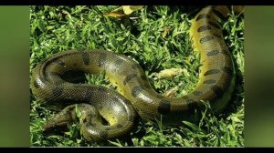 tushda ilon kursa nima boʻldi?  .тушта эълон курса нима булади?😱😱