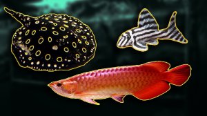 ПРОДВИНУТАЯ РАЗВОДНЯ АКВАРИУМНЫХ РЫБ! АРОВАНЫ, СКАТЫ И LСОМЫ! РЫБОРАЗВОДНЯ!