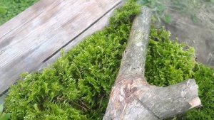 Домашние ящерицы/Domestic lizards