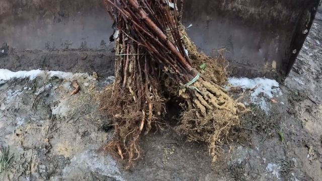 Коли садити малину. Посадка малини зимою. Когда садить малину. Геракл ремонантна малина смотреть онлайн