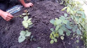 Выращиваем Розу Из Букета В Домашних Условиях Своими Руками.