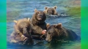 Красивая песня о Сахалине с фото.