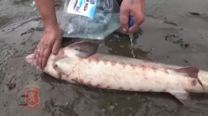 Незаконный вылов рыбы на севере Красноярского края