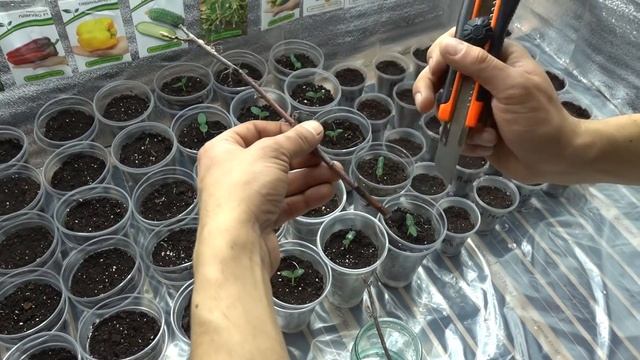 КОРНИ ЗА 7 ДНЕЙ!!! СУПЕР СПОСОБ УКОРЕНЕНИЯ СМОРОДИНЫ смотреть онлайн