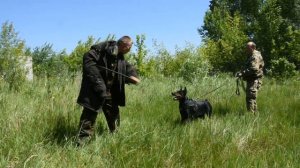 Доберман - защита хозяина | Doberman protection of the owner